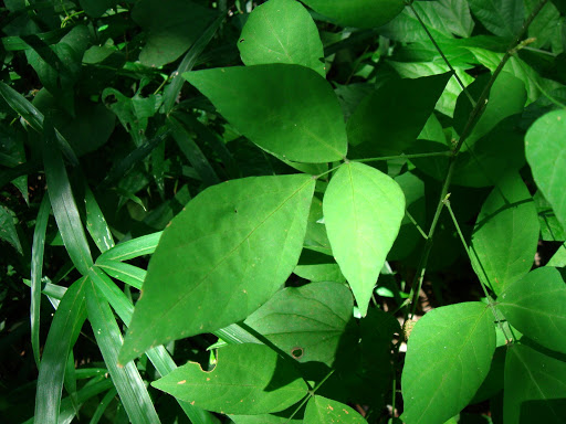 Cây Thóc lép lá nhọn. Desmodium podocarpum DC. subsp. oxyphyllum - Cây Thuốc Nam Quanh Ta